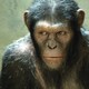 photo du film La Planète des singes : les origines