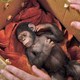 photo du film La Planète des singes : les origines