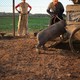 photo du film Le cochon de Gaza
