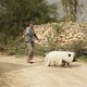 photo du film Le cochon de Gaza