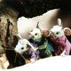 photo du film Le petit monde de Bahador