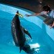 photo du film L'incroyable histoire de Winter le dauphin