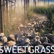 photo du film Sweetgrass