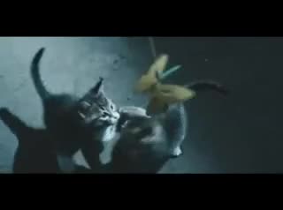 Extrait vidéo du film  The Cat