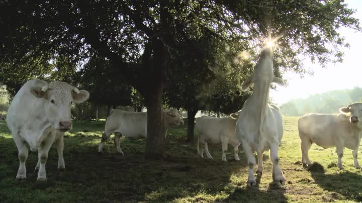 Extrait vidéo du film  Bovines ou la vraie vie des vaches