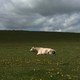 photo du film Bovines ou la vraie vie des vaches