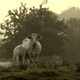 photo du film Bovines ou la vraie vie des vaches