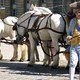 photo du film Les Adieux à la Reine