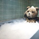 photo du film Ted