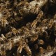 photo du film Des abeilles et des hommes