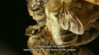 Un extrait du film  Des abeilles et des hommes