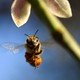 photo du film Des abeilles et des hommes