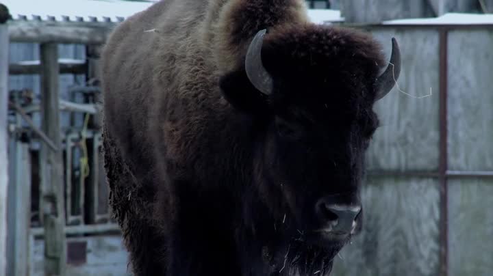 Extrait vidéo du film  Bestiaire