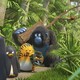 photo du film Les As de la jungle