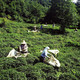 photo du film Polluting paradise