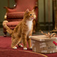 photo du film Les Schtroumpfs 2