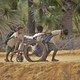 photo du film Sur le chemin de l'école