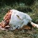 photo du film Histoire de ma mort