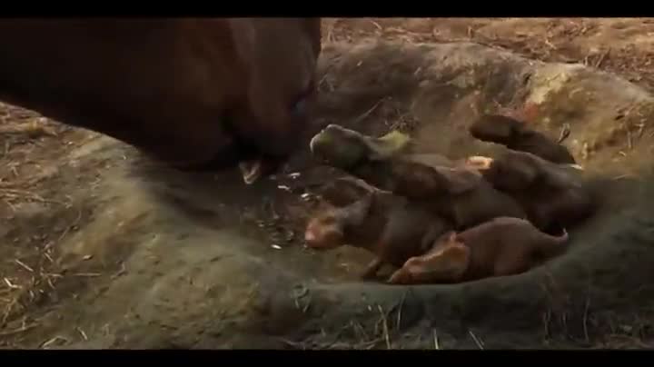 Extrait vidéo du film  Sur la terre des dinosaures 3D