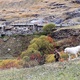 photo du film Belle et Sébastien