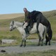 photo du film Des chevaux et des hommes