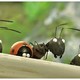 photo du film Minuscule - La Vallée des fourmis perdues
