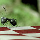 photo du film Minuscule - La Vallée des fourmis perdues