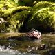 photo du film Minuscule - La Vallée des fourmis perdues