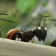 photo du film Minuscule - La Vallée des fourmis perdues