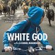 photo du film White God