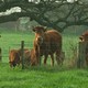 photo du film Les Petits gars de la campagne