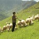 photo du film Les Petits gars de la campagne