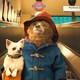 photo du film Paddington