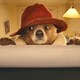 photo du film Paddington