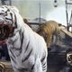 photo du film ROAR - Les Tigres des Sunderbans