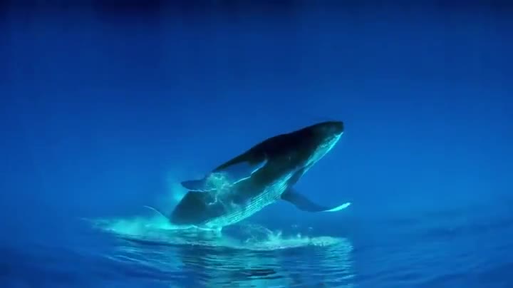 Extrait vidéo du film  Baleines