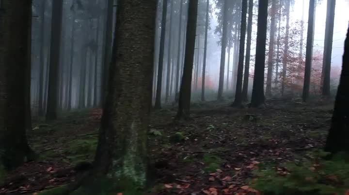 Extrait vidéo du film  Le Complexe de la salamandre