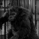 photo du film La Femme gorille