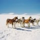 photo du film Antartica, prisonniers du froid