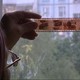photo du film Coca, la colombe de Tchétchénie