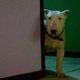 photo du film Baxter
