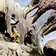 photo du film Le 7eme Voyage De Sindbad