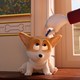 photo du film Royal Corgi