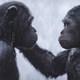 photo du film La Planète des singes - Suprématie