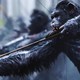 photo du film La Planète des singes - Suprématie