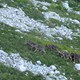 photo du film La Vallée des loups