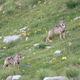 photo du film La Vallée des loups