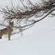 photo du film La Vallée des loups