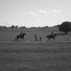 photo du film Aferim!