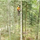 photo du film La Puissance de l’arbre